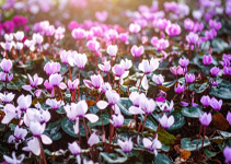 Blühendes Alpenveilchen im 10,5cm Topf