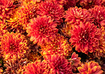 Chrysanthemen in verschiedenen Farben