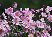 Zartrosa blühende Herbstanemone im 2-Liter Topf