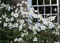 Weiße Herbstanemone im 2-Liter Topf