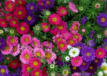 Farbenfroher Mix aus Herbstastern im 2-Liter Topf