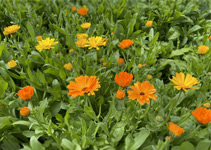 Ringelblumen in voller Blüte im 2-Liter-Topf