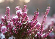 Rote Winterheide als Strauch